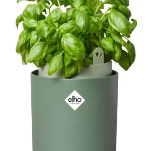 VASO BASILICO AL COPERTO - BOUNCY BASIL